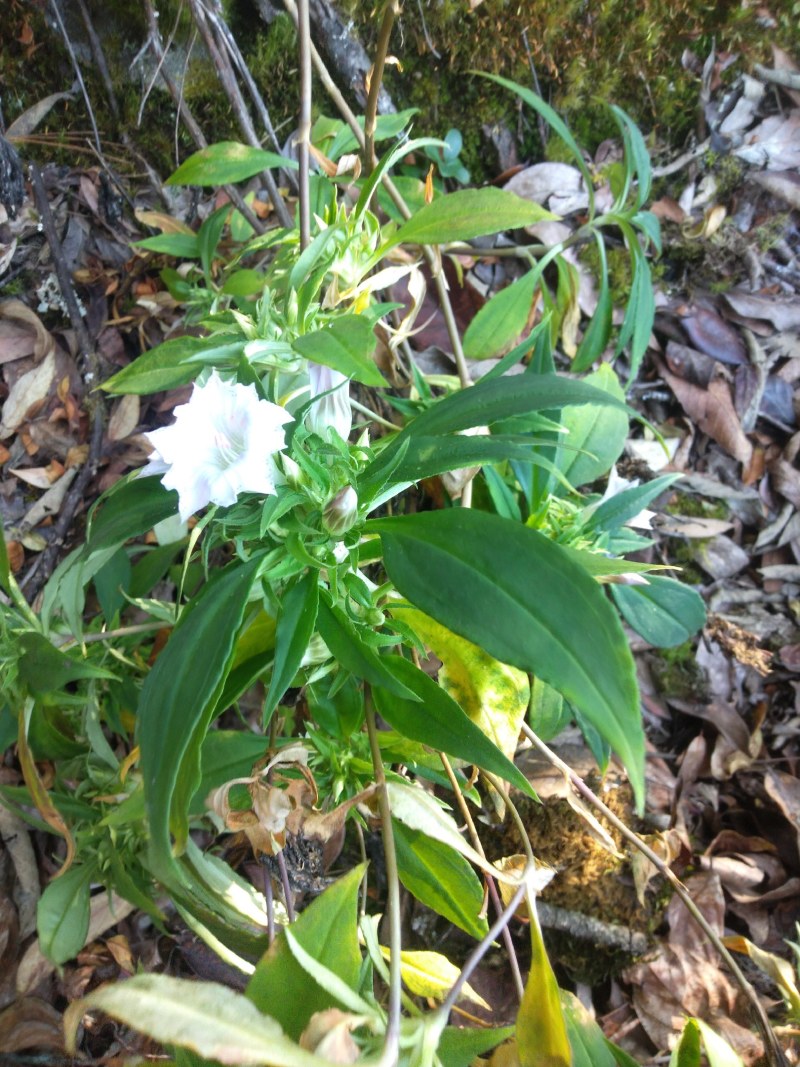 中药材龙胆草鲜货干货四川凉山野生现采发