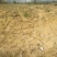 果园