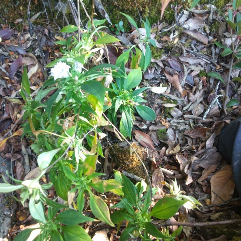 中药材龙胆草鲜货干货四川凉山野生现采发