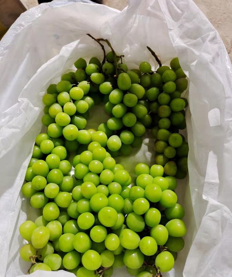阳光玫瑰苗，山东霖源苗木培育基地，品种纯正，假一赔十