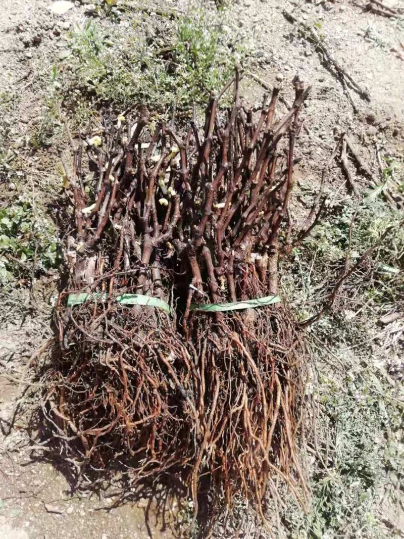 阳光玫瑰苗，山东霖源苗木培育基地，品种纯正，假一赔十