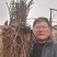 阳光玫瑰苗，山东霖源苗木培育基地，品种纯正，假一赔十