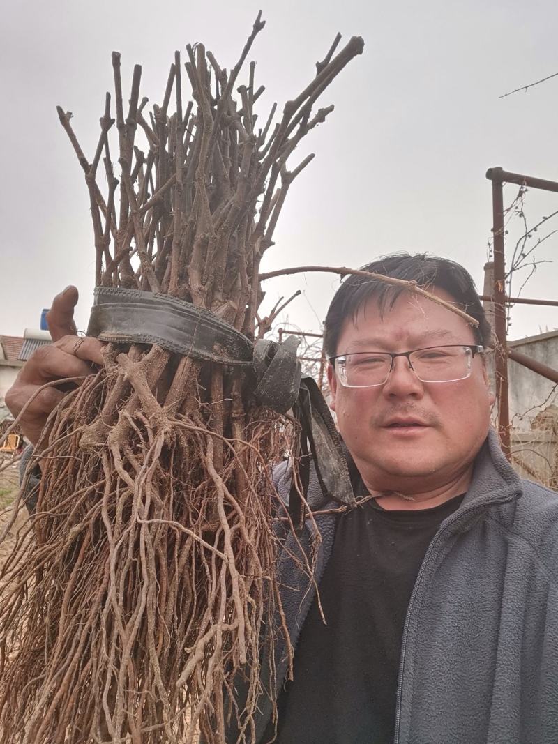 阳光玫瑰苗，山东霖源苗木培育基地，品种纯正，假一赔十