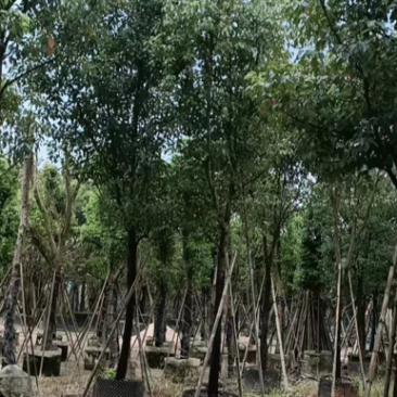 香樟树漳州种植基地直销批发容器苗
