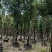 香樟树漳州种植基地直销批发容器苗
