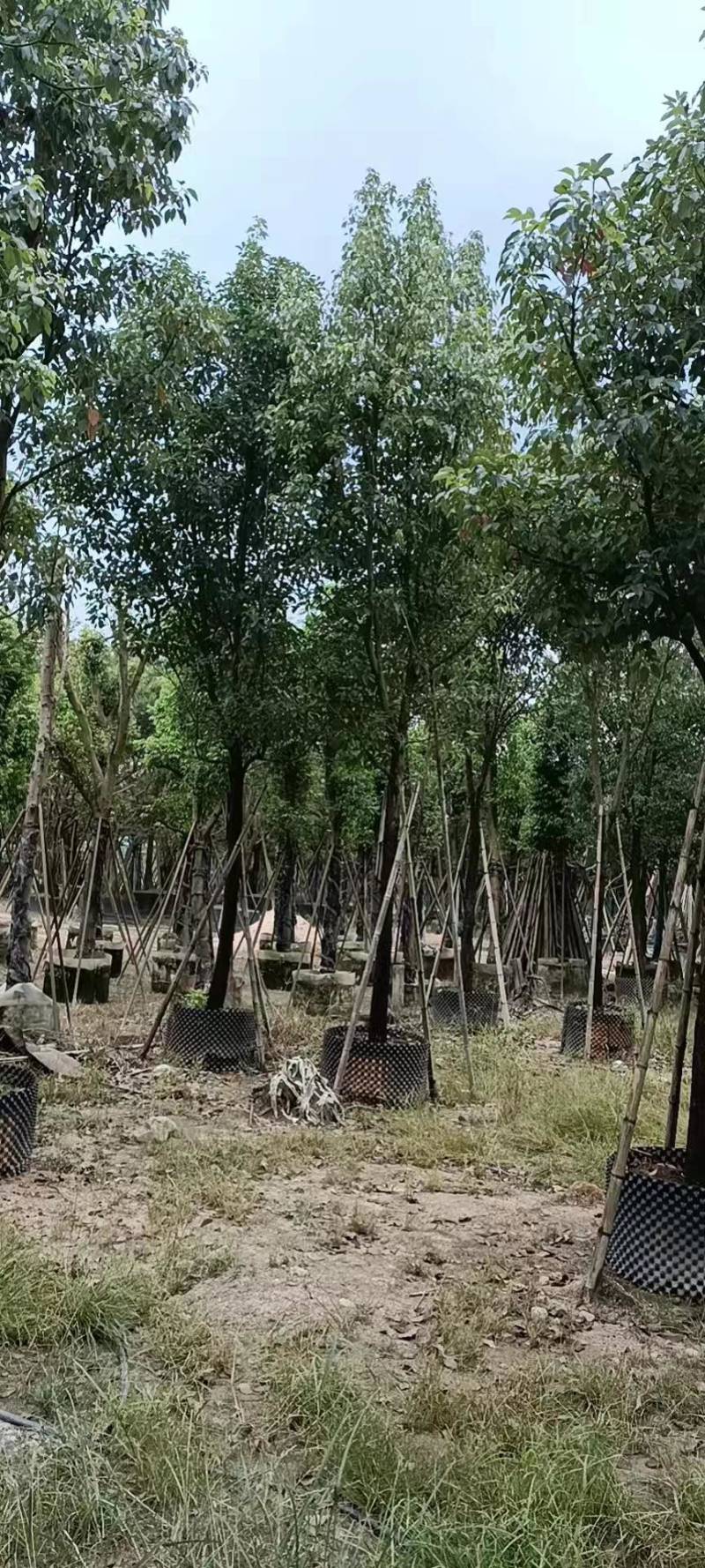 香樟树漳州种植基地直销批发容器苗