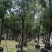 香樟树漳州种植基地直销批发容器苗