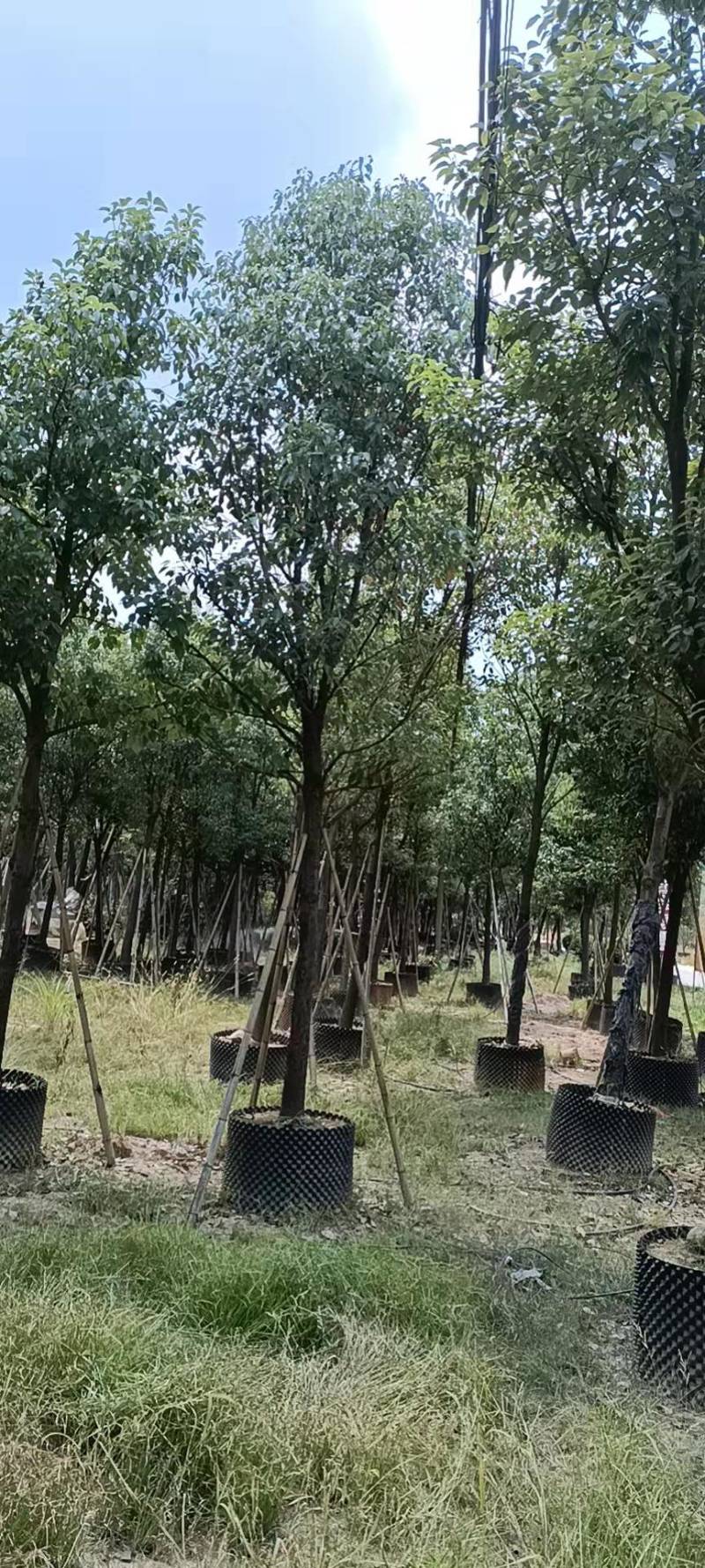 香樟树漳州种植基地直销批发容器苗