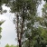 香樟树漳州种植基地直销批发容器苗