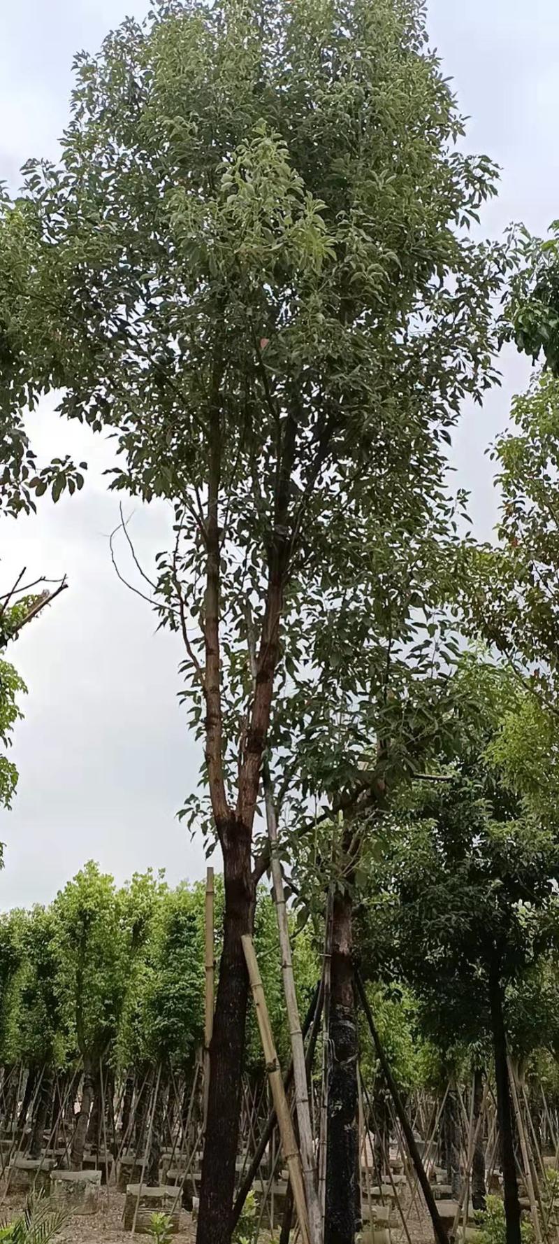 香樟树漳州种植基地直销批发容器苗