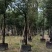 香樟树漳州种植基地直销批发容器苗
