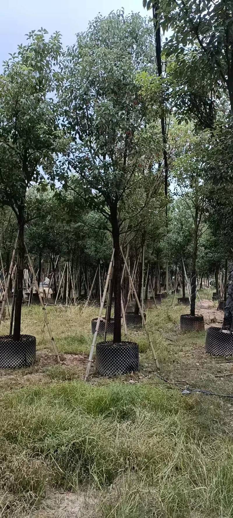 香樟树漳州种植基地直销批发容器苗