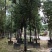 香樟树漳州种植基地直销批发容器苗