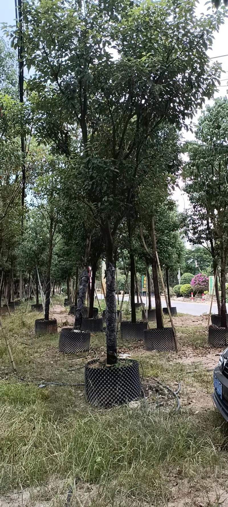 香樟树漳州种植基地直销批发容器苗