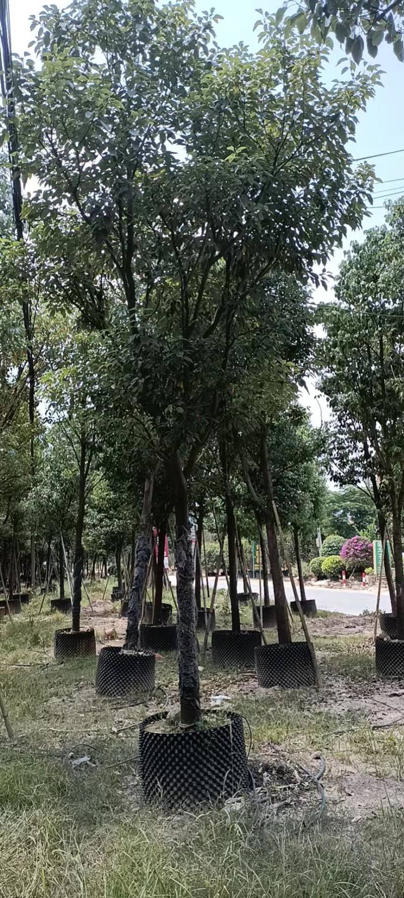 香樟树漳州种植基地直销批发容器苗