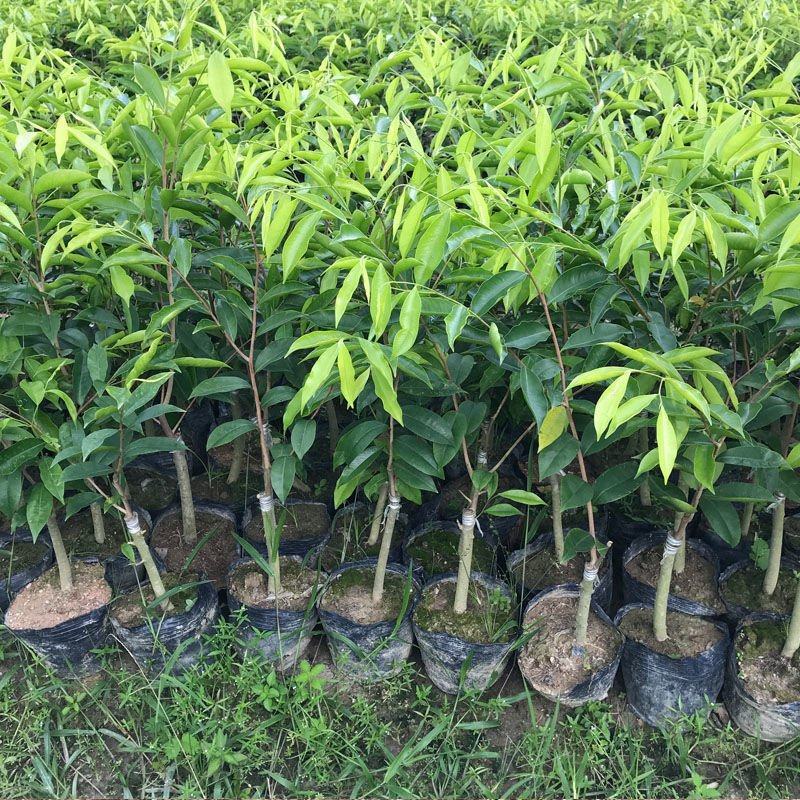 沉香树苗奇楠沉香嫁接苗绿奇楠沉香苗品种正宗结香快