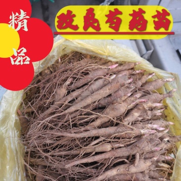基地直供赤芍苗芍药苗芍药芽一年、两年、三年