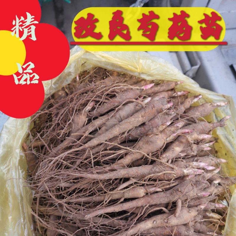 基地直供赤芍苗芍药苗芍药芽一年、两年、三年