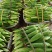 米易玉米、万糯2000，花包谷，水果玉米，糯玉米。