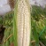 米易玉米、万糯2000，花包谷，水果玉米，糯玉米。