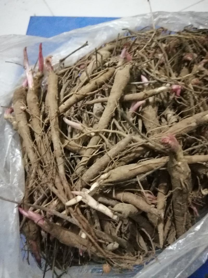 基地直供赤芍苗芍药苗芍药芽一年、两年、三年