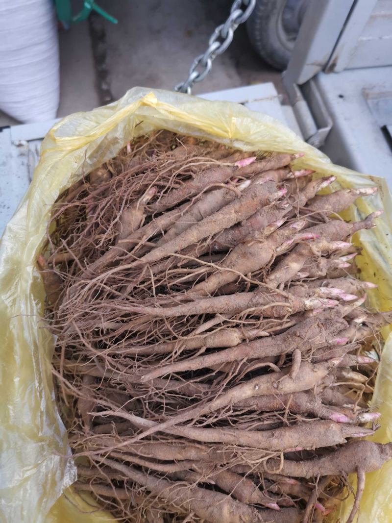 基地直供赤芍苗芍药苗芍药芽一年、两年、三年