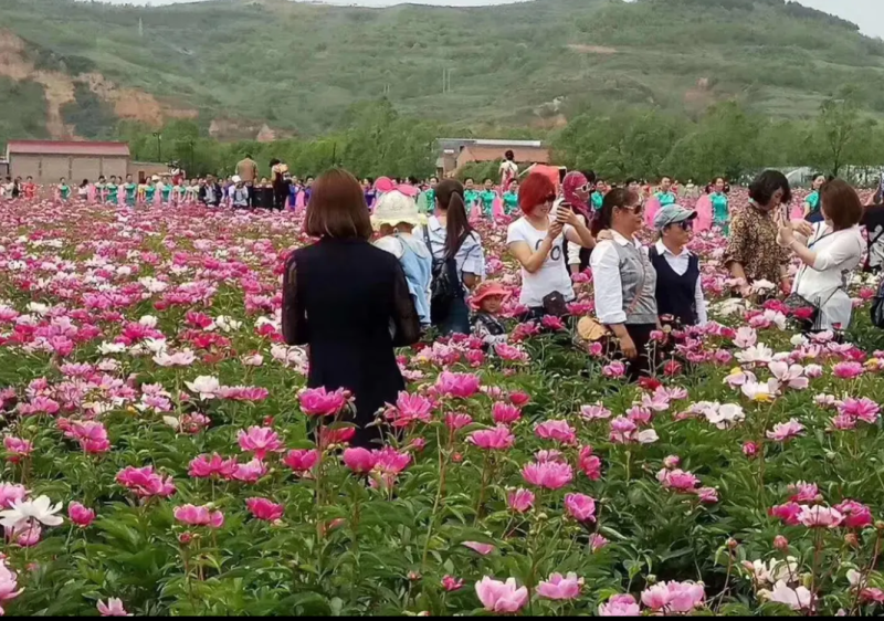 基地直供赤芍苗芍药苗芍药芽一年、两年、三年