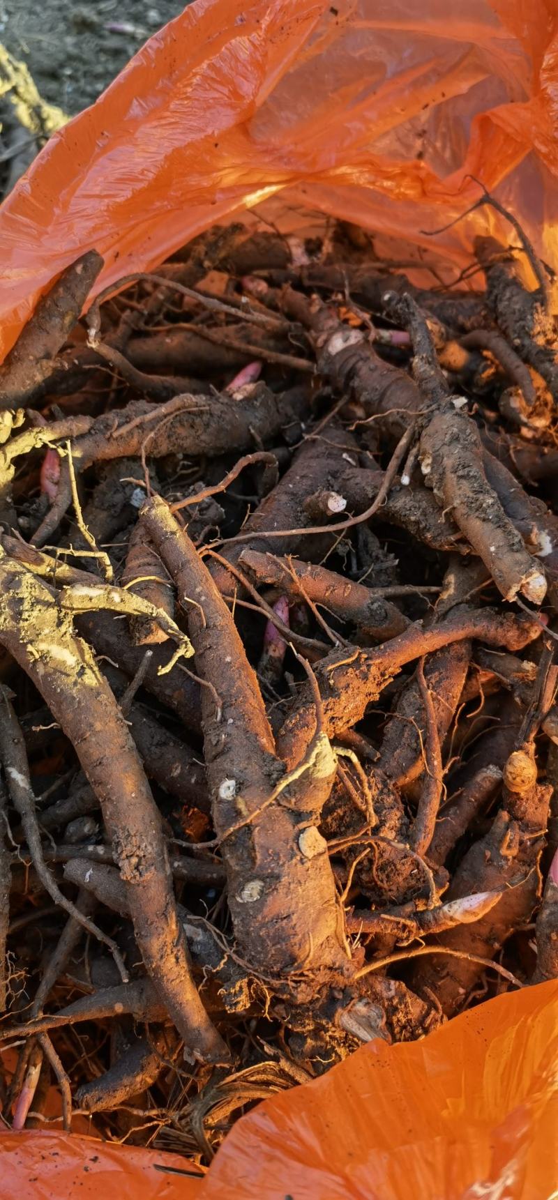 基地直供赤芍苗芍药苗芍药芽一年、两年、三年