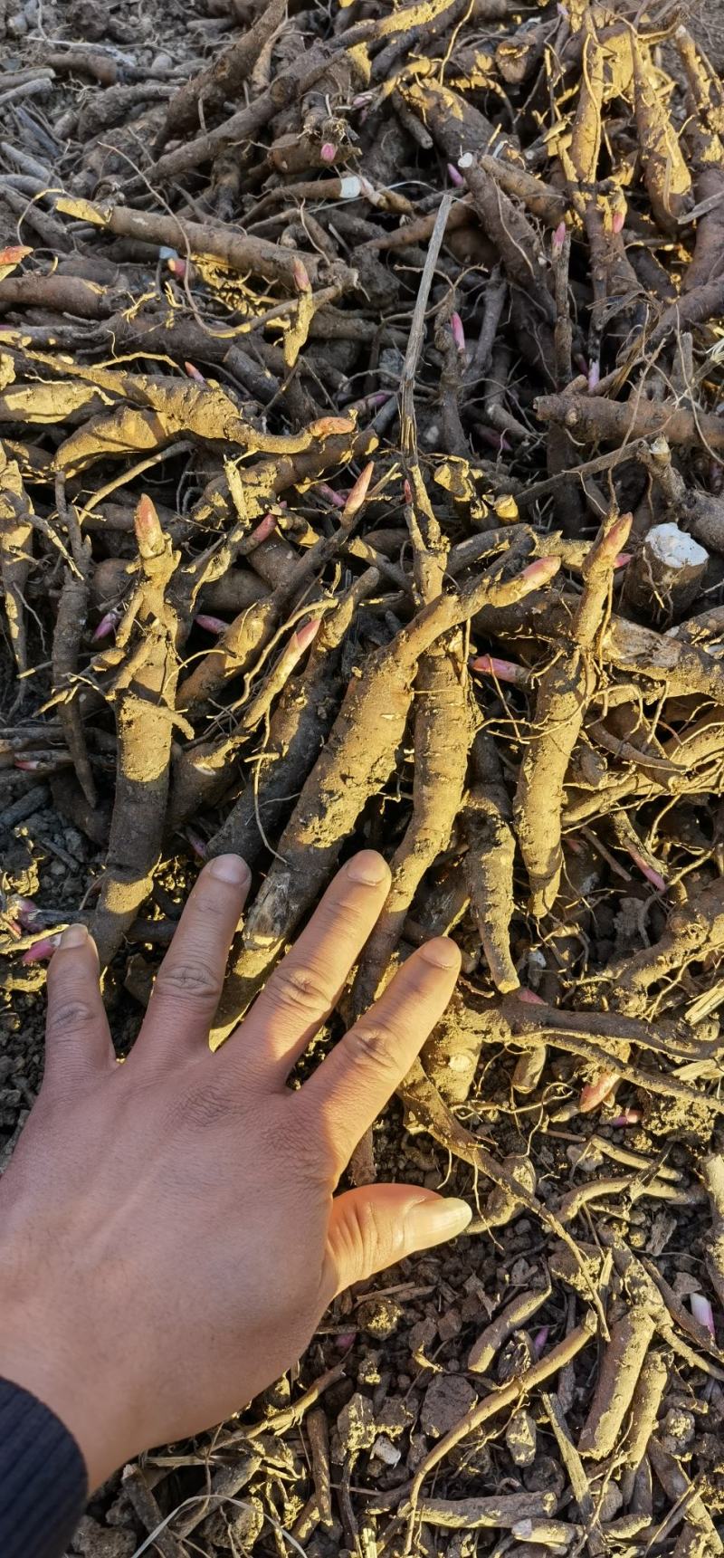 基地直供赤芍苗芍药苗芍药芽一年、两年、三年