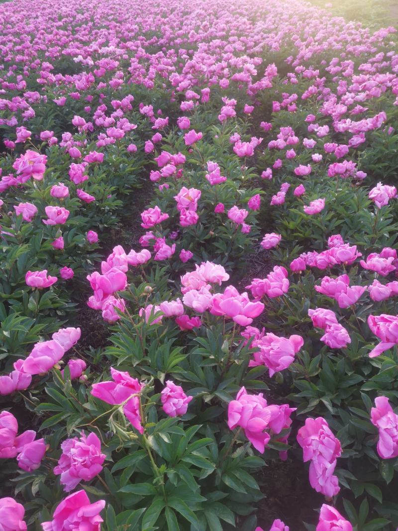 基地直供赤芍苗芍药苗芍药芽一年、两年、三年