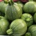 河南米易县精品新鲜小南瓜量大从优欢迎各位老板下单