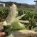 米易玉米、万糯2000，花包谷，水果玉米，糯玉米。