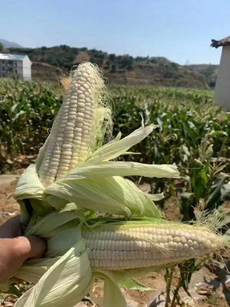 米易玉米、万糯2000，花包谷，水果玉米，糯玉米。