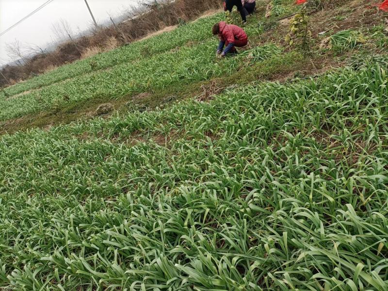 陕西汉中城固洋县蒜苗40到50公分有需要的朋友快来联系
