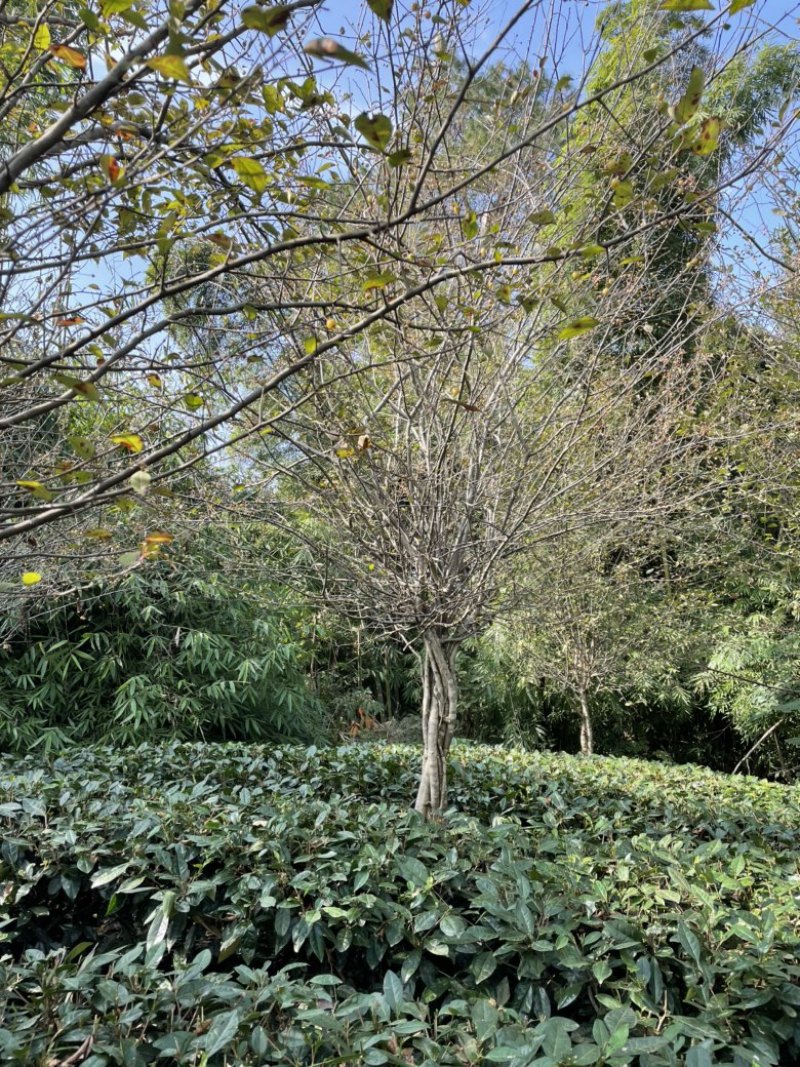垂丝海棠，米径12