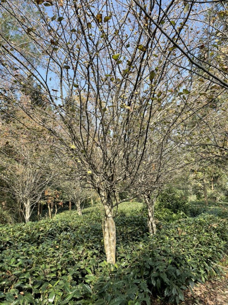 垂丝海棠，米径12