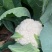 花菜