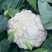 花菜