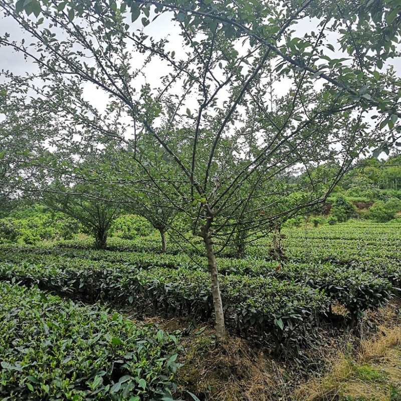 垂丝海棠，地径12