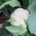花菜