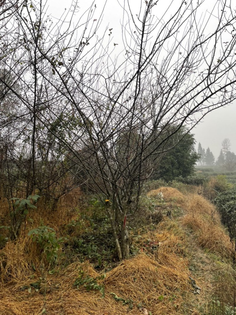 垂丝海棠，丛生，高度4米，冠幅3米