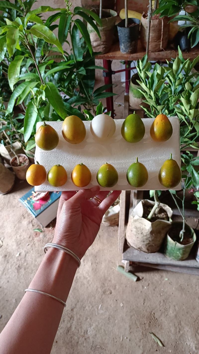 脆蜜金柑橘果树苗嫁接一年四季开花结果纯甜味