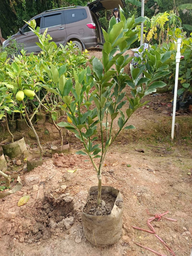 脆蜜金柑橘果树苗嫁接一年四季开花结果纯甜味
