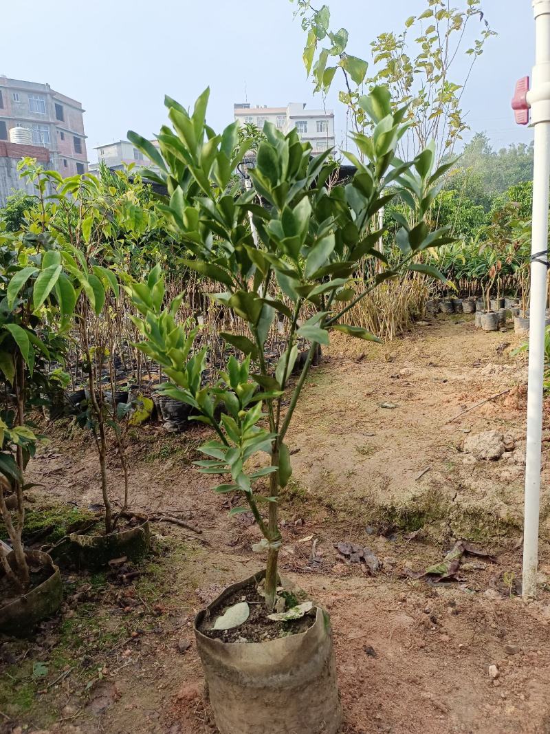 脆蜜金柑橘果树苗嫁接一年四季开花结果纯甜味