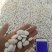 大白芸豆5斤新货农家云南大白豆大雪豆云豆五谷杂粮豆