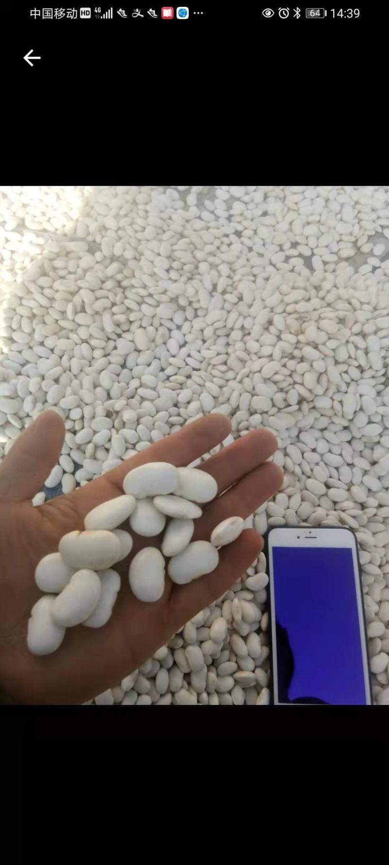 大白芸豆5斤新货农家云南大白豆大雪豆云豆五谷杂粮豆