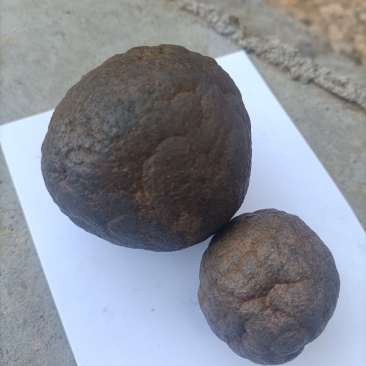 自家放养的黑山羊肚子里取出的羊结石