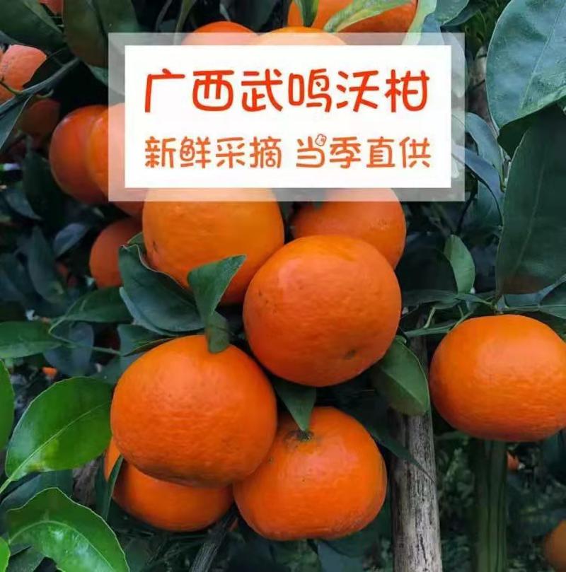 柑橘广西武鸣沃柑皮薄肉厚多汁现货新鲜水果现摘现发一件代发