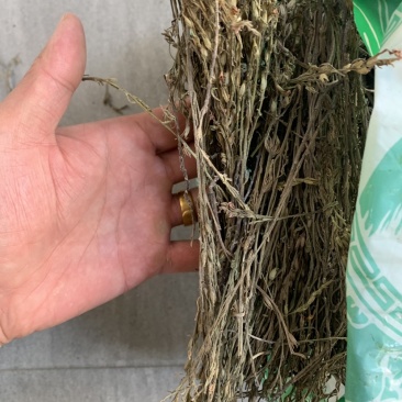独脚金一公斤起批无硫磺熏蒸独脚金独角金