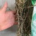 独脚金一公斤起批无硫磺熏蒸独脚金独角金